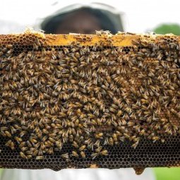 Coronavirus : saison perdue pour les apiculteurs serbes ?