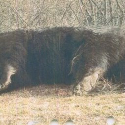 Braconnage : le plus gros ours de Roumanie abattu par un prince autrichien