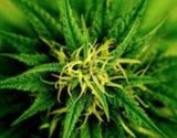 Serbie : cannabis médicinal, le trafic qui sauve des vies