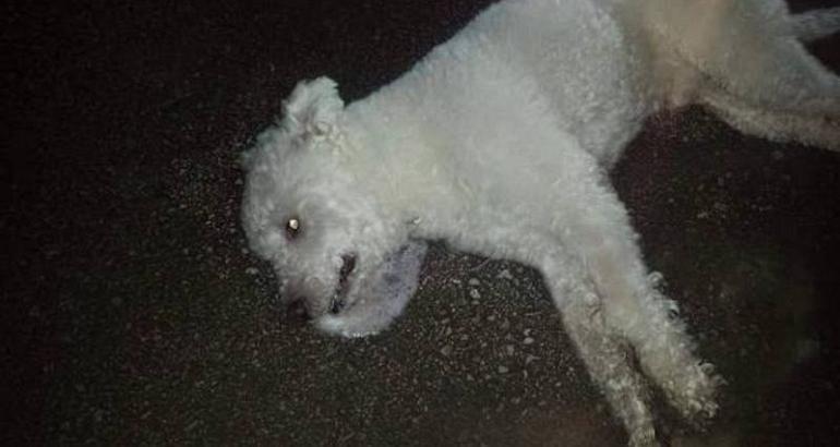 Bosnie-Herzégovine : à Zenica, la mystérieuse campagne d'empoisonnement des chiens errants