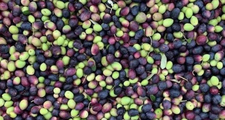 Vente privée limitée : des huiles d'olive de l'île de Šolta