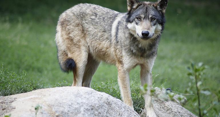 Slovénie : le retour du loup, un signe de bonne santé des écosystèmes