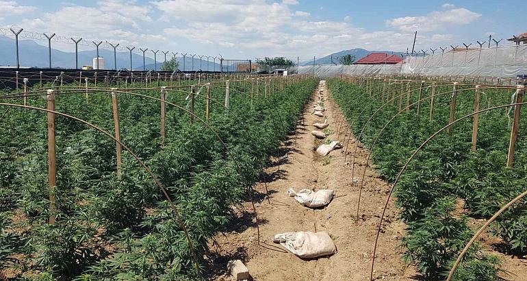 Macédoine du Nord : le secteur du cannabis médicinal attire le crime organisé