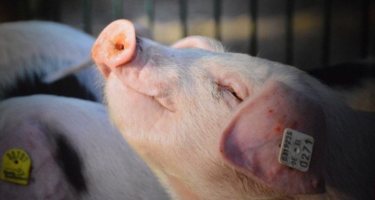 La grippe porcine fait des victimes à la frontière entre la Roumanie et l'Ukraine