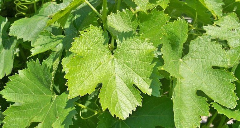 Blog • Que cache donc cette feuille de vigne ?