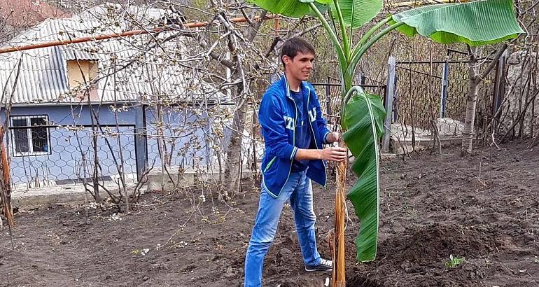 Réchauffement climatique : on mangera bientôt des bananes de Roumanie
