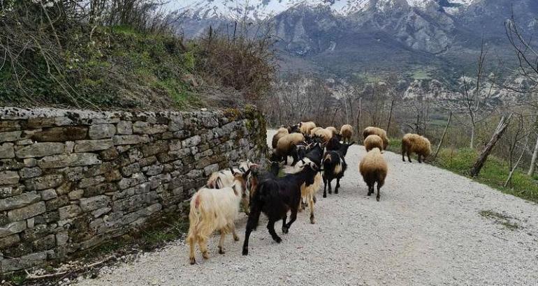 Albanie et Macédoine du Nord : un système rôdé de détournement de fonds européens pour la ruralité