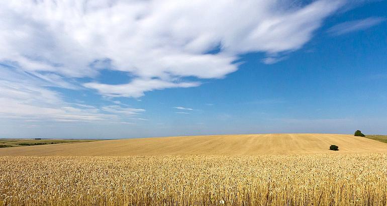 Roumanie : les céréales d'Ukraine, un juteux trafic