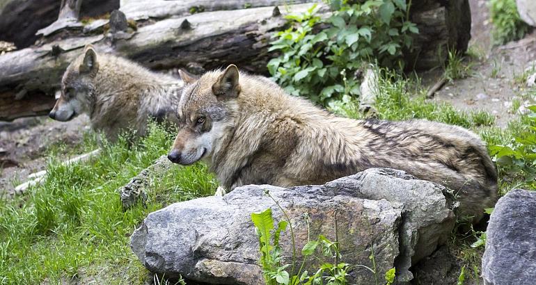 Contre les loups, la Croatie hurle avec l'UE