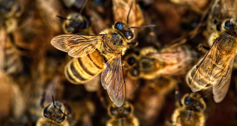 Croatie : les détenus, le miel et les abeilles