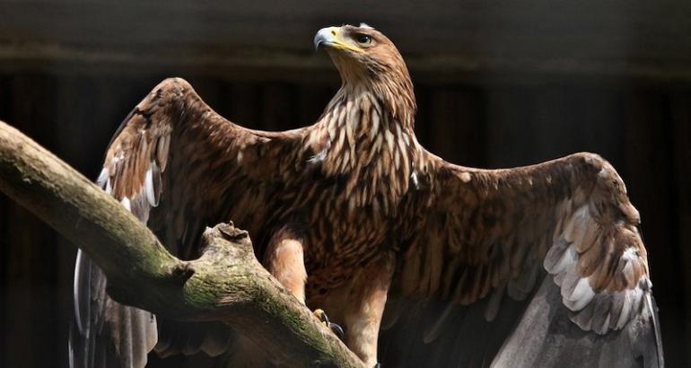 Environnement : l'aigle impérial, le symbole national serbe, menacé de disparition