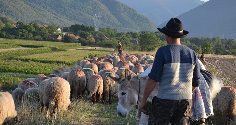 Roumanie : la transhumance, un héritage vivant au service de la biodiversité