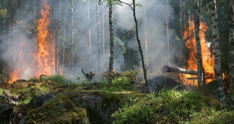 Forêts des Balkans : avec le changement climatique, il y aura de plus en plus d'incendies