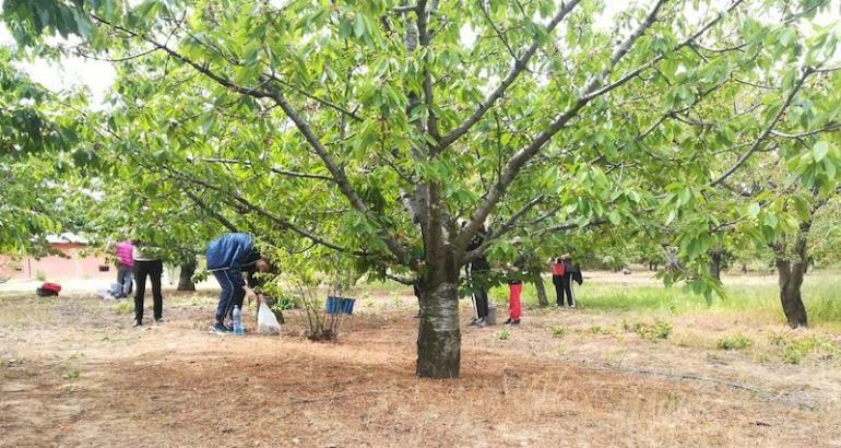 Roumanie : la ruée vers les vergers de cerises de Blidari