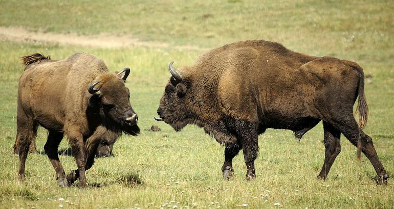 Serbie : le bison d'Europe fait son grand retour dans la Fruška Gora