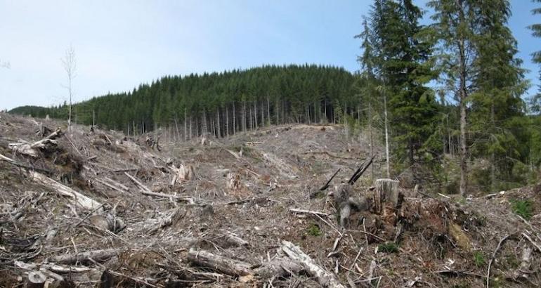 Roumanie : un lanceur d'alerte dénonce la mafia du bois
