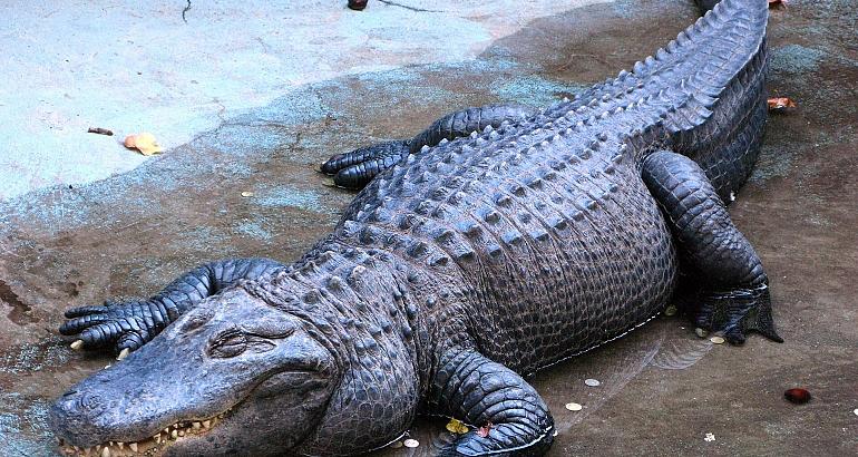 Serbie : le fabuleux destin de Muja, le plus vieil alligator connu au monde