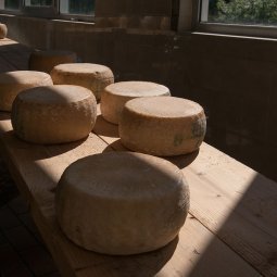 Entre l'Albanie et la Grèce, une nouvelle route des fromages