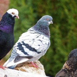 Serbie : le blues des éleveurs de pigeons