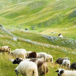 Monténégro : qui veut garder nos blancs moutons ?