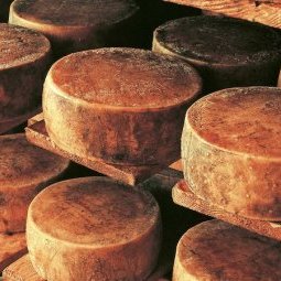 Croatie : le secret du fromage de Pag