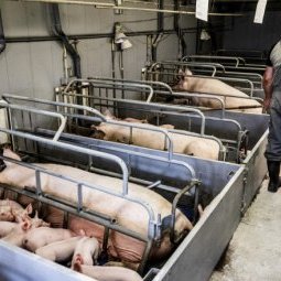 Peste porcine et concurrence européenne : la fin du cochon roumain