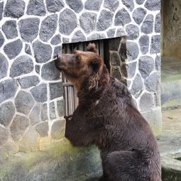Albanie : le dernier ours en cage enfin libéré