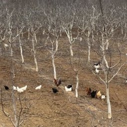 Agriculture au Kosovo (1/3) : à quand l'autosuffisance alimentaire ?