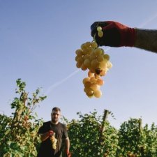 Kosovo : faute de main d'œuvre, l'agriculture dépérit