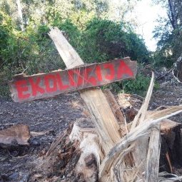 Serbie : mobilisation écologiste pour sauver la forêt de Šodroš, poumon vert de Novi Sad