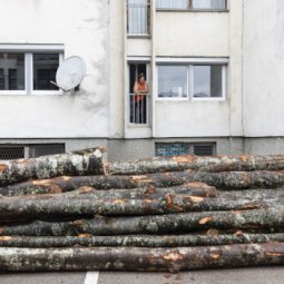 En Bosnie-Herzégovine, rien n'arrête la déforestation illégale et le trafic de bois