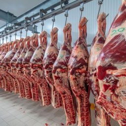 Entre Allemagne, Roumanie et Bulgarie : exploitation, abattoirs et Covid-19