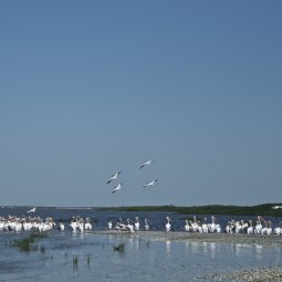 Le Delta du Danube : une réserve de biosphère disputée entre États riverains
