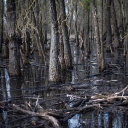 Réserve de la biosphère : la région Mura-Drava-Danube, une « Amazonie de l'Europe »