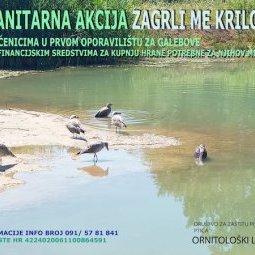Protection des oiseaux : l'unique refuge pour mouettes de Croatie est menacé