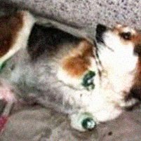 Bulgarie : Mima, la chienne martyre, sainte patronne des animaux maltraités