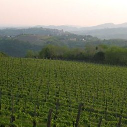 Viticulture en Slovénie : la renaissance des terroirs et des appellations