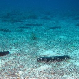 Adriatique : les concombres de mer en danger
