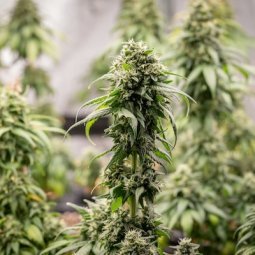 Cannabis médical : saisies record en Macédoine du Nord et en Serbie
