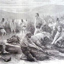 Blog • Les Turcs font le kief, les Grecs gesticulent, les Albanais travaillent, les Aroumains font du commerce avec les sangsues (1860)