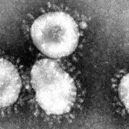 Revue de presse • Dans les Balkans, la grippe fait plus peur que le coronavirus