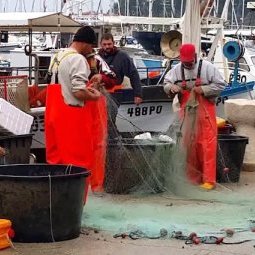 Pêche en Croatie : avec l'UE, les gros poissons font couler les petits patrons