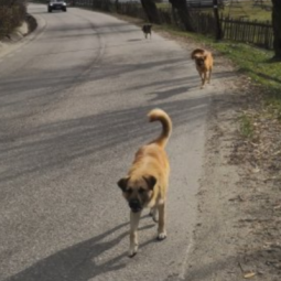 Roumanie : comment les chiens errants sont devenus un juteux business