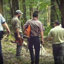 Roumanie : comment la mafia du bois ravage les forêts de Bucovine