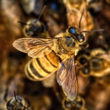 Croatie : les détenus, le miel et les abeilles