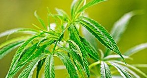 Drogue en Albanie : le cartel des grand-mères