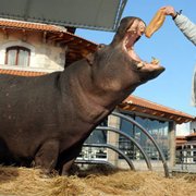 Inondations au Monténégro : l'hippopotame du zoo de Podgorica a pris la clé des champs