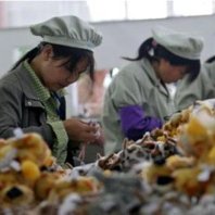 Économie : le salaire minimum est plus élevé en Chine qu'en Serbie