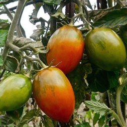 Saisonniers bulgares : dans la solitude des champs de tomates d'Italie du Sud