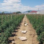 Macédoine du Nord : le secteur du cannabis médicinal attire le crime organisé